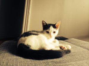 Having a pet when living with a roommate!